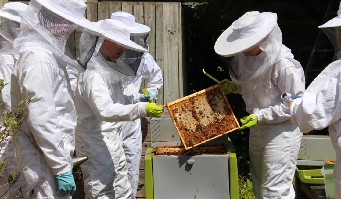 Senior school beekeeping club activity