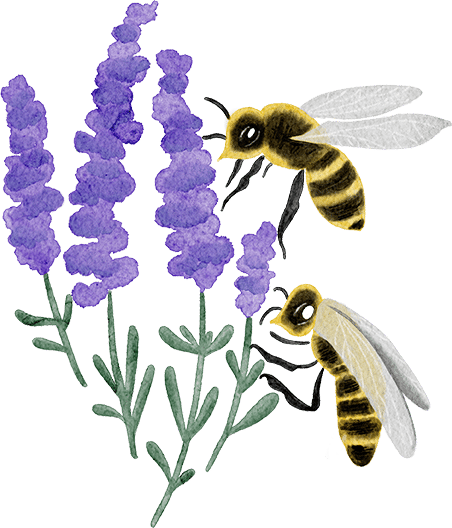 Bees and Lavender