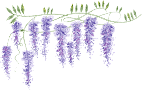 Wisteria illustration 12