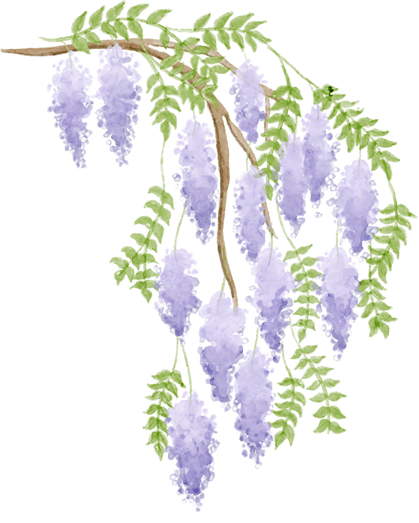 Wisteria right illustration